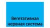 Вегетативная нервная система