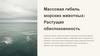 Массовая гибель морских животных: растущая обеспокоенность