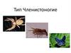 Тип Членистоногие