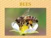 Bees