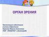 Орган зрения