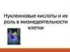 Нуклеиновые кислоты и их роль в жизнедеятельности клетки. Лекция 9
