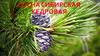 Сосна сибирская кедровая