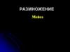 Размножение. Мейоз