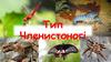 Тип Членистоногі