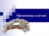Органоиды клетки