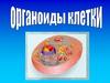 Органоиды клетки