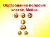 Образование половых клеток. Мейоз
