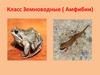 Класс Земноводные (Амфибии)