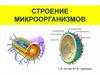 Строение микроорганизмов