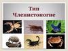 Тип Членистоногие