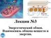 Энергетический обмен. Взаимосвязь обмена веществ и энергии. Лекция №3