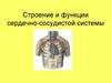 Строение и функции сердечно-сосудистой системы