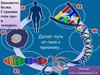 Биосинтез белка. Строение гена про- и эукариот