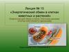 Энергетический обмен в клетках животных и растений. Лекция №15