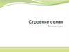 Строение семян. Биология. 6 класс