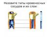 Типы кровеносных сосудов и их слои