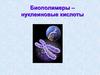 Биополимеры –нуклеиновые кислоты