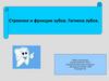 Строение и функции зубов. Гигиена зубов