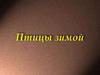 Птицы зимой