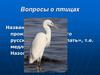 Вопросы о птицах