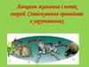 Ланцюги живлення і потік енергії. Співіснування організмів в угрупованнях