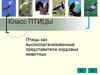 Класс Птицы