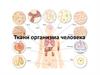 Ткани организма человека