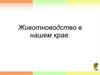Животноводство в нашем крае