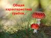 Общая характеристика грибов