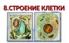 Строение клетки. Форма клеток