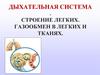 Дыхательная система. Строение легких. Газообмен в легких и тканях