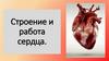 Строение и работа сердца
