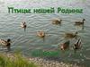 Птицы нашей Родины