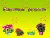 Комнатные растения