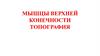 Мышцы верхней конечности. Топография