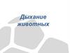 Дыхание животных