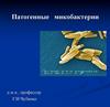 Патогенные микобактерии