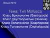 Тип Mollusca. Лекция №10