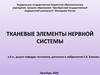 Тканевые элементы нервной системы