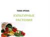 Культурные растения. Классификация по предназначению