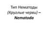 Тип Круглые черви (Нематоды)
