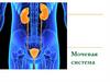 Мочевая система