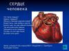 Сердце человека
