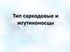 Тип Саркодовые и Жгутиконосцы