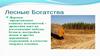 Лесные богатства