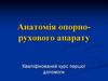 Анатомія опорно-рухового апарату