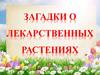 Загадки о лекарственных растениях