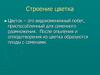 Строение цветка. Части цветка