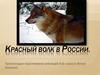 Красный волк в России